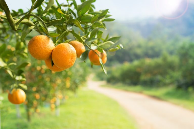 Suitable Orange Harvesting Tools | Sandoff