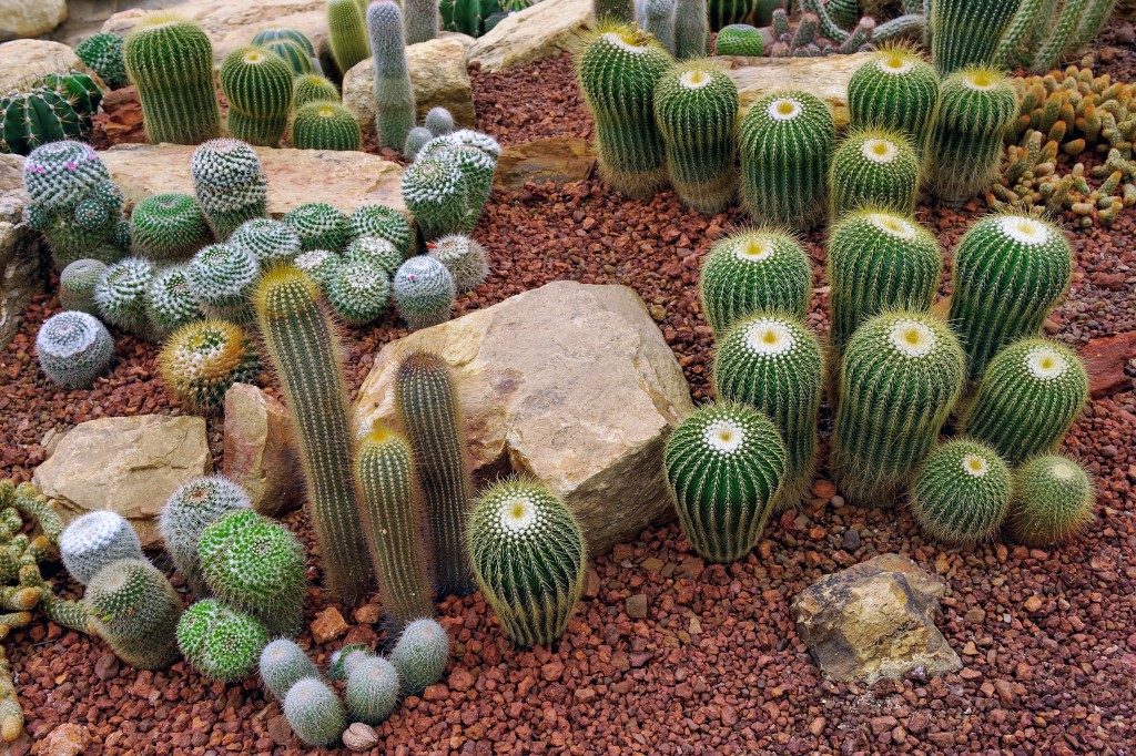 Cactus and rocks in the desert