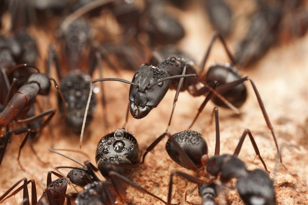 Black ants close up