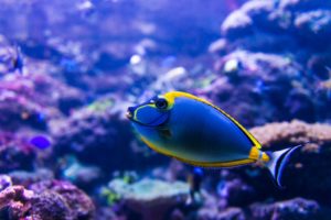 fish in an aquarium