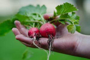 fresh produce from vegetable garden