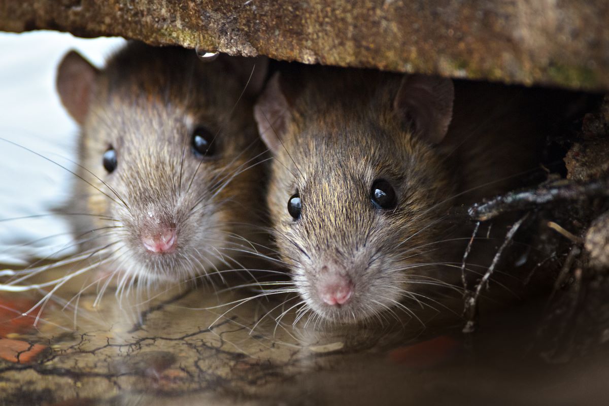 rats rodents pest