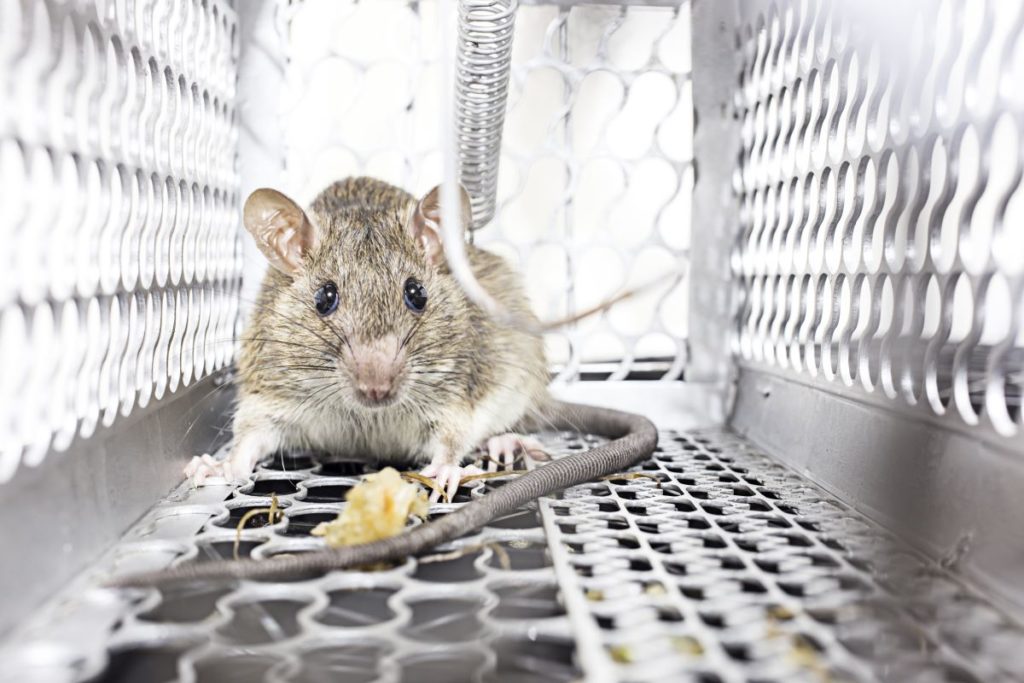 rat captured rodent pest